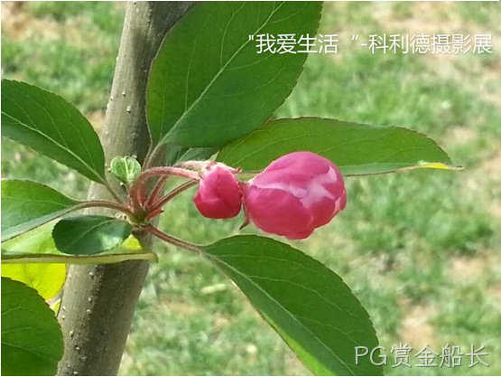 西安PG赏金船长化工科技开发有限公司